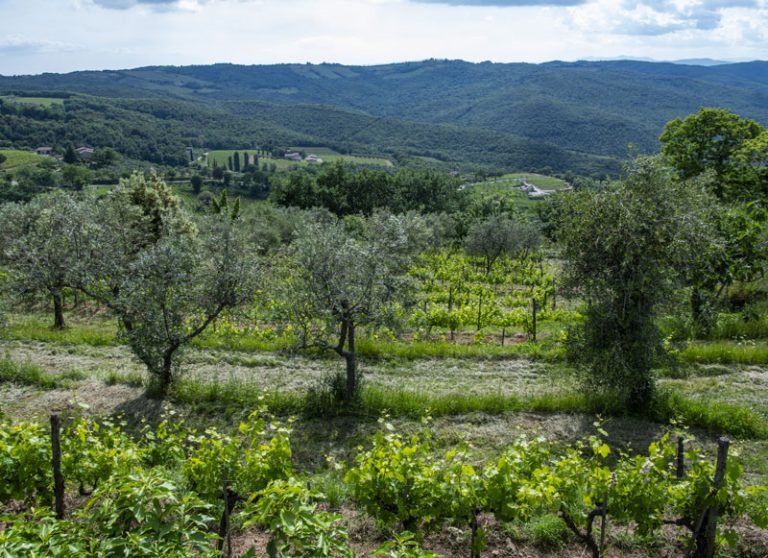 san-carlo-alto_web