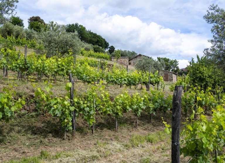 san-carlo-vigne-sangiovese_web